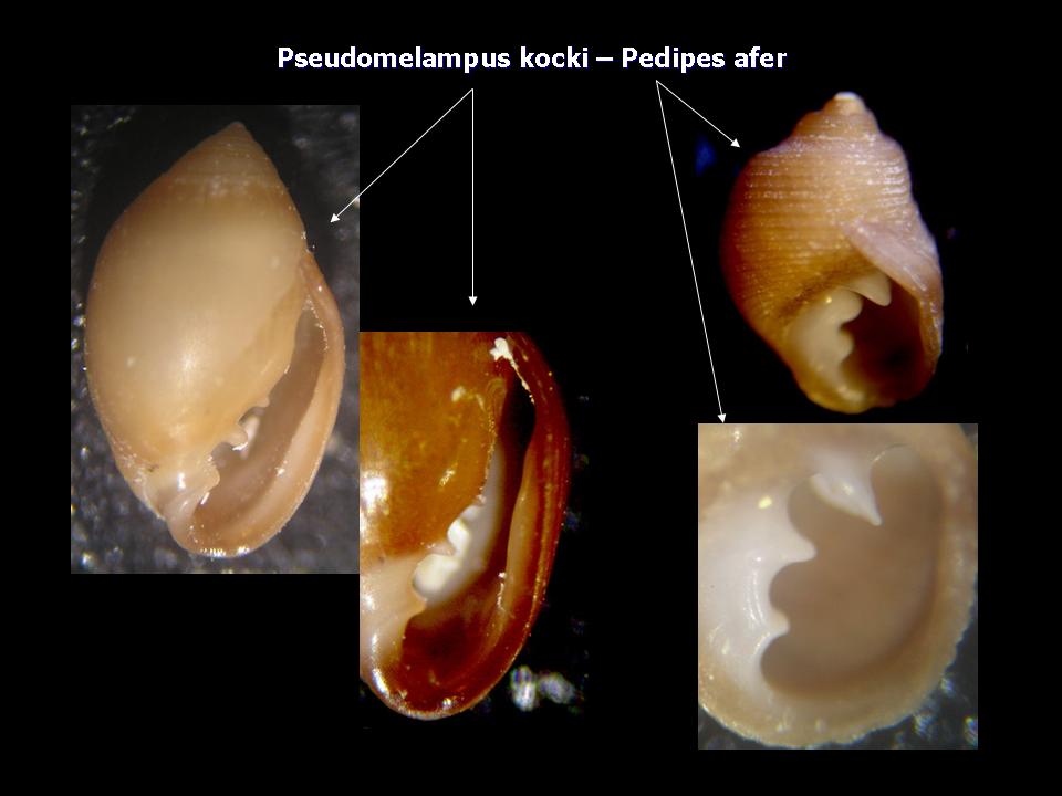 Monophorus erythrosoma, Ocinebrina nicolai e Pseudom kochi